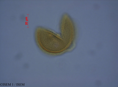 ISEM 1/Pilularia_minuta_82194/Pilularia_minuta_82194_0001(copy)_thumb.jpg